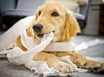 狗狗病好了但不吃东西