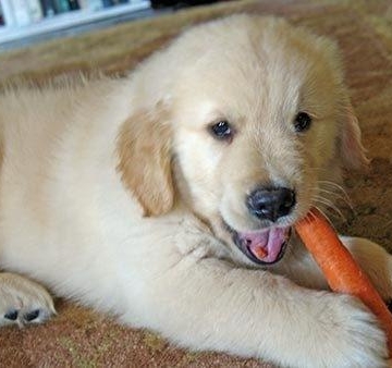 幼犬一个月不吃东西怎么办