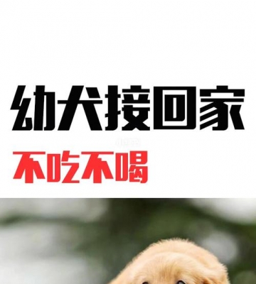 幼犬买回家后不吃东西