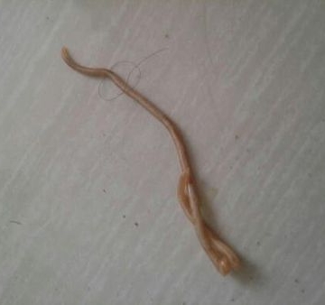 狗狗啦虫子 如何让他吃东西
