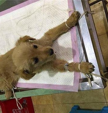 狗得细小好了不吃东西怎么办
