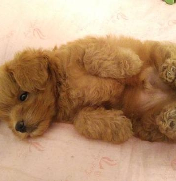 训练泰迪狗狗装死
