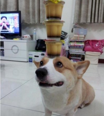 如何训练狗头顶东西