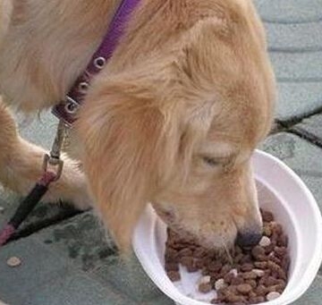狗狗吃东西很急