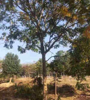 大树无患子栽培技术 种子