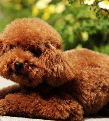 泰迪犬总喜欢咬东西怎么办