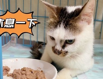 小猫不太吃东西