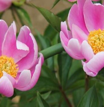 芍药的栽培管理方法