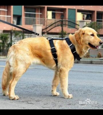 一个月大狗训练小便