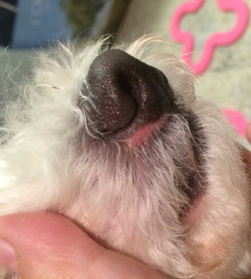 狗狗好像鼻腔里有东西了怎么办