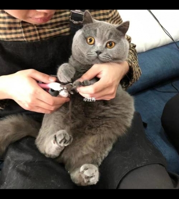 英短蓝猫不吃东西咋办