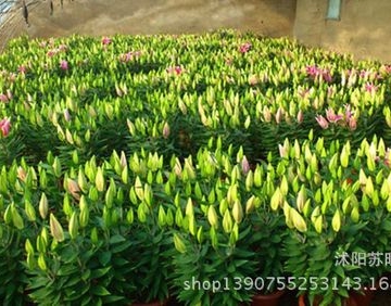 百合切花种类及栽培技术摘要