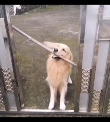 训练小狗把东西叼回来