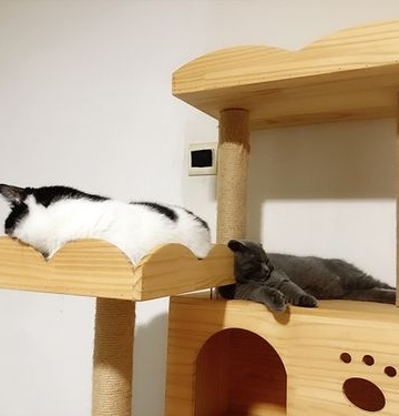 训练猫咪固定地方睡觉