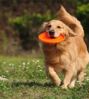 如何训练犬的攻击性