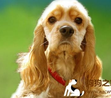 训练狗狗注意力的方法是什么