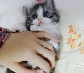 猫咪怎么训练黏人