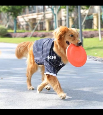 两个月幼犬训练