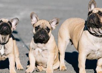 法斗犬怎样训练好