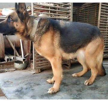 训练德牧犬看门