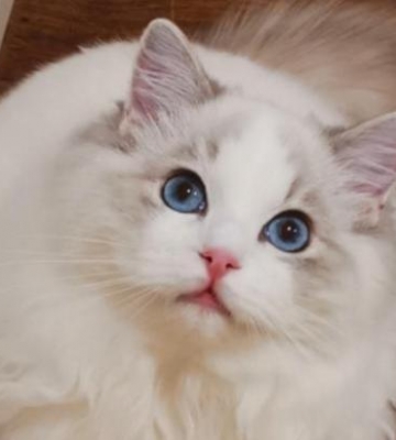 小猫乱翻东西