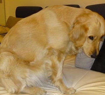 狗狗怀孕期间不吃东西咋办
