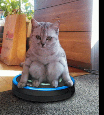 如何训练猫咪用蹲