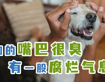 狗狗嘴巴臭 不爱吃东西