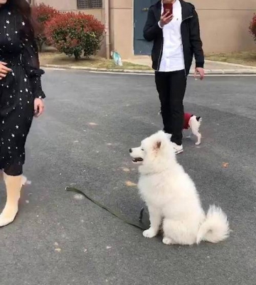 如何训练萨摩原地不动