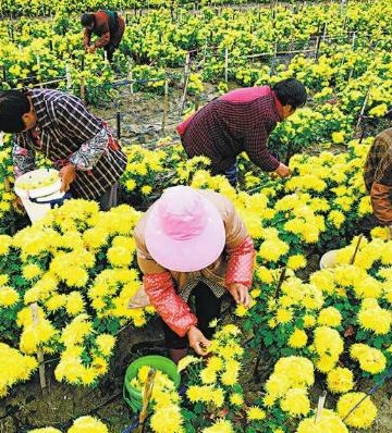 菊花栽培管理要点