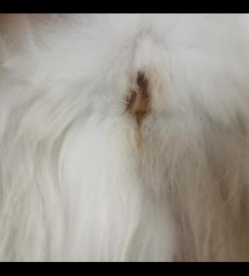 公猫总频繁尿尿 吃东西吐