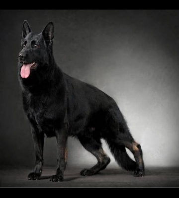 德牧黑背幼犬训练教程