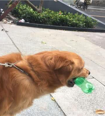 训练幼犬捡回东西