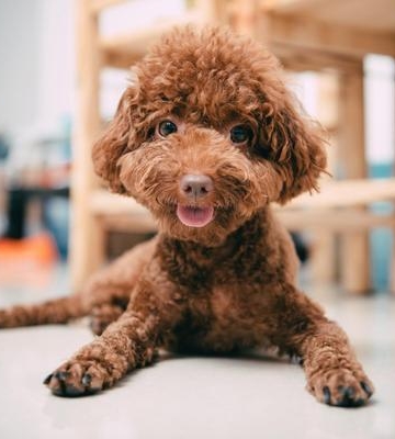 泰迪幼犬怎样训练