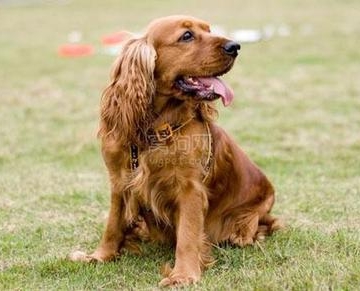 怎么训练可卡犬巡回