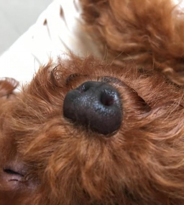 警犬泰迪嗅觉训练方法
