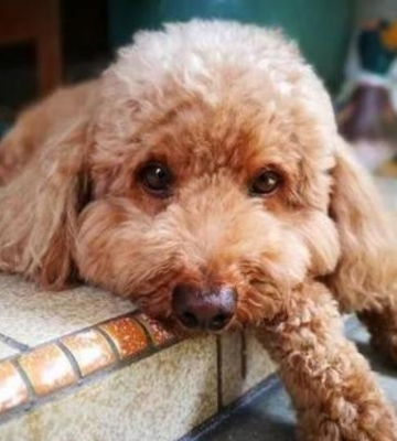 如何训练泰迪幼犬不叫