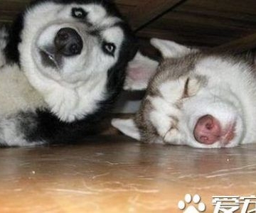 怎么训练哈士奇不咬鸡