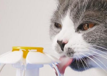 猫咪咳嗽卡东西