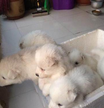 萨摩耶小时候怎么训练