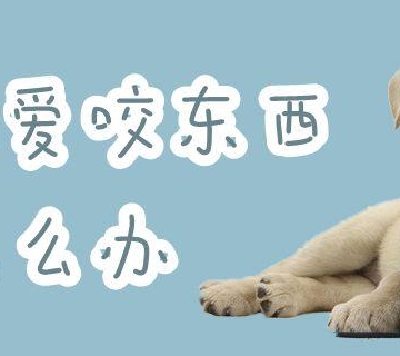 四十多天的小狗总咬东西是怎么回事