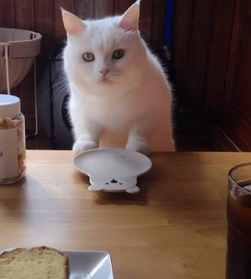 猫到家不吃东西
