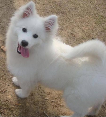 如何进行银狐犬的室内训练