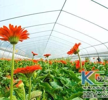 花卉的促成或抑制栽培
