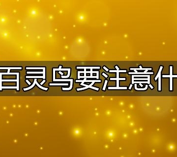 养百灵鸟需要注意什么东西
