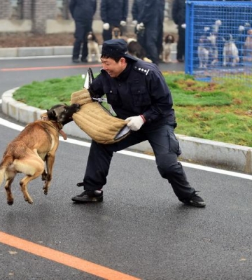 怎样把狗狗训练成警犬