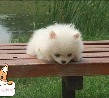 博美怎么训练装死