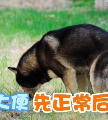 狗狗大便训练