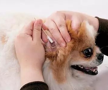 幼犬不吃东西 怎么喂药