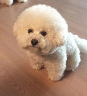 比熊吃东西吐了怎么办